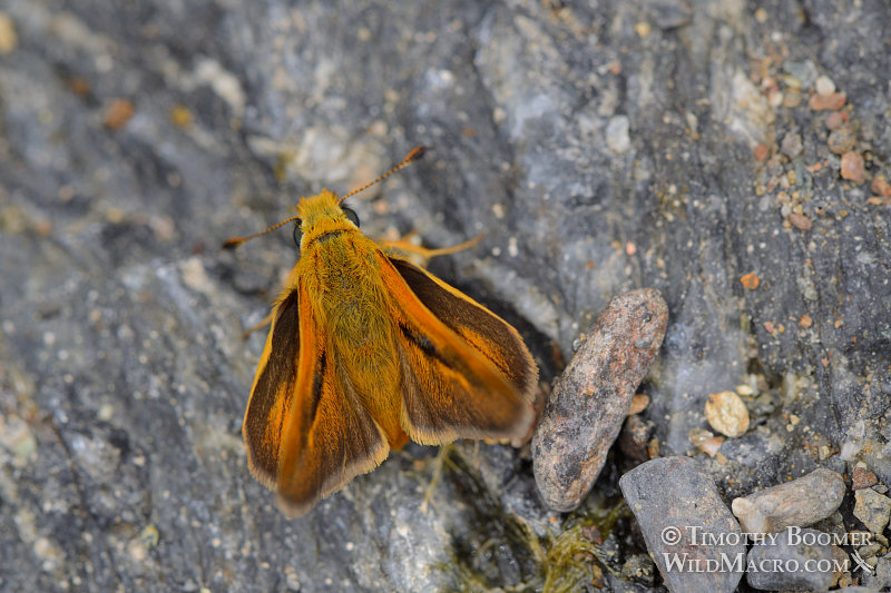 Woodland skipper (Ochlodes sylvanoides). Dorsal view of male. Near Yellow Creek, Plumas County, CA. Image ID=BUT0075 Woodland skipper (Ochlodes sylvanoides). Dorsal view of male. Near Yellow Creek, Plumas County, CA. Image ID=BUT0075