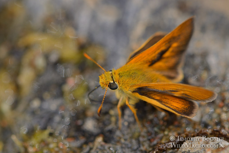 Woodland skipper (Ochlodes sylvanoides). Male engaged in puddling, which is a behavior thought to be a way of obtaining salts and minerals from the moist soil. Near Yellow Creek, Plumas County, CA. Image ID=BUT0076 Woodland skipper (Ochlodes sylvanoides). Male engaged in puddling, which is a behavior thought to be a way of obtaining salts and minerals from the moist soil. Near Yellow Creek, Plumas County, CA. Image ID=BUT0076