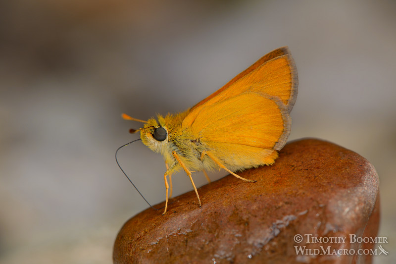 Woodland skipper (Ochlodes sylvanoides). Lateral view showing a very plain underside of the hindwing, which is typical of this species' inland inhabitants (compared to coastal specimens, which have much more ornate markings). Near Yellow Creek, Plumas County, CA. Image ID=BUT0077 Woodland skipper (Ochlodes sylvanoides). Lateral view showing a very plain underside of the hindwing, which is typical of this species' inland inhabitants (compared to coastal specimens, which have much more ornate markings). Near Yellow Creek, Plumas County, CA. Image ID=BUT0077