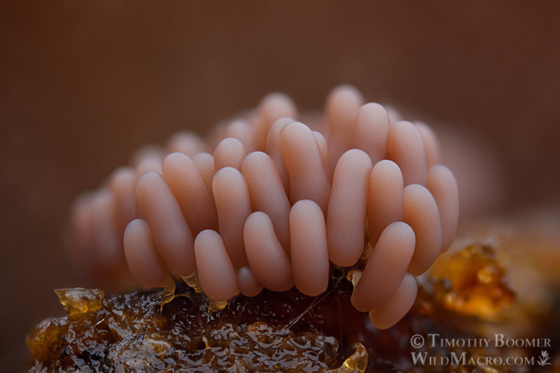 Arcyria incarnata, slime mold sporocarps. Solano County, California, USA. Stock Photo ID=SLI0050 Arcyria incarnata, slime mold sporocarps. Solano County, California, USA. Stock Photo ID=SLI0050