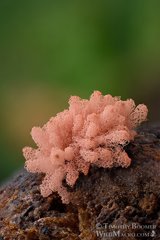 Arcyria incarnata, slime mold sporocarps. Solano County, California, USA. Stock Photo ID=SLI0065 Arcyria incarnata, slime mold sporocarps. Solano County, California, USA. Stock Photo ID=SLI0065