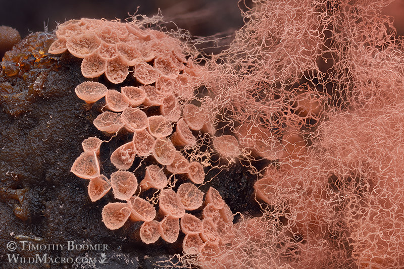 Arcyria incarnata, slime mold sporocarps. Solano County, California, USA. Stock Photo ID=SLI0066 Arcyria incarnata, slime mold sporocarps. Solano County, California, USA. Stock Photo ID=SLI0066