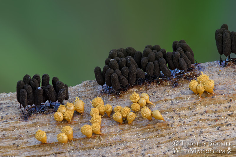 Heterotrichia versicolor, a nivicolous slime mold. Eldorado National Forest, Sierra Nevada, Alpine County, California, USA. Stock Photo ID=SLI0008 Heterotrichia versicolor, a nivicolous slime mold. Eldorado National Forest, Sierra Nevada, Alpine County, California, USA. Stock Photo ID=SLI0008