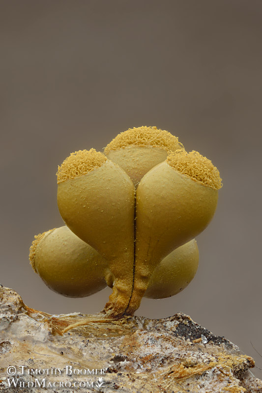 Slime mold (Arcyria versicolor). Tahoe National Forest, Sierra Nevada, Placer County, California, USA. Stock Photo ID=SLI0057 Slime mold (Arcyria versicolor). Tahoe National Forest, Sierra Nevada, Placer County, California, USA. Stock Photo ID=SLI0057