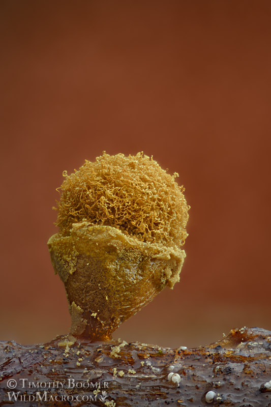 Heterotrichia versicolor, a nivicolous slime mold. Tahoe National Forest, Sierra Nevada, Placer County, California, USA. Stock Photo ID=SLI0058 Heterotrichia versicolor, a nivicolous slime mold. Tahoe National Forest, Sierra Nevada, Placer County, California, USA. Stock Photo ID=SLI0058