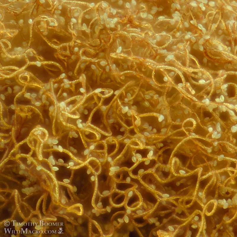 Heterotrichia versicolor, a nivicolous slime mold. Tahoe National Forest, Sierra Nevada, Placer County, California, USA. Stock Photo ID=SLI0058crop Heterotrichia versicolor, a nivicolous slime mold. Tahoe National Forest, Sierra Nevada, Placer County, California, USA. Stock Photo ID=SLI0058crop