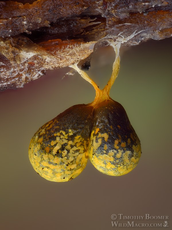 Badhamia albescens slime mold.  Eldorado National Forest, Sierra Nevada, Amador County, California, USA.  Stock Photo ID=SLI0116