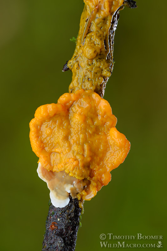Badhamia utricularis slime mold. Solano County, California, USA. Stock Photo ID=SLI0013 Badhamia utricularis slime mold. Solano County, California, USA. Stock Photo ID=SLI0013
