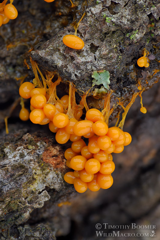 Badhamia utricularis slime mold. Solano County, California, USA. Stock Photo ID=SLI0014 Badhamia utricularis slime mold. Solano County, California, USA. Stock Photo ID=SLI0014