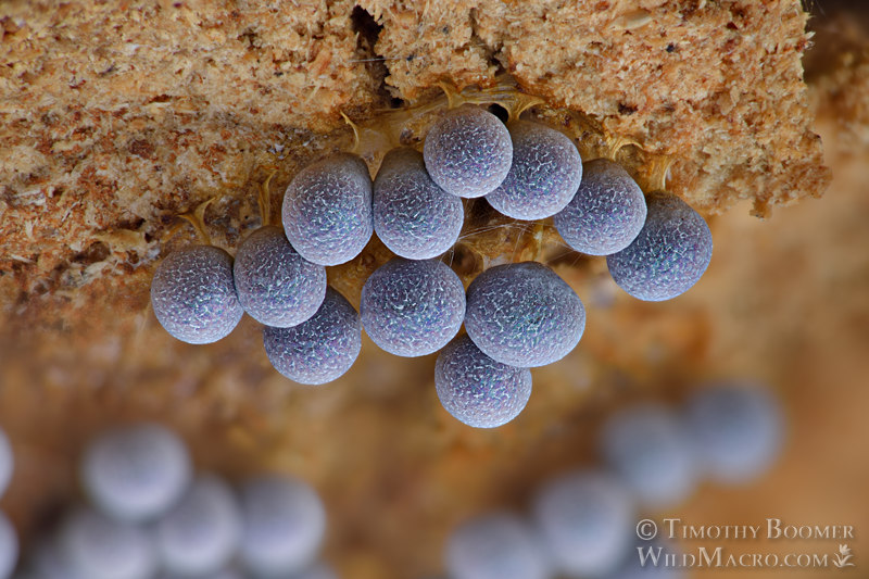 Badhamia utricularis slime mold. Solano County, California, USA. Stock Photo ID=SLI0016 Badhamia utricularis slime mold. Solano County, California, USA. Stock Photo ID=SLI0016