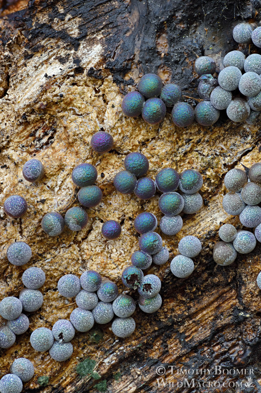 Badhamia utricularis slime mold. Solano County, California, USA. Stock Photo ID=SLI0017 Badhamia utricularis slime mold. Solano County, California, USA. Stock Photo ID=SLI0017