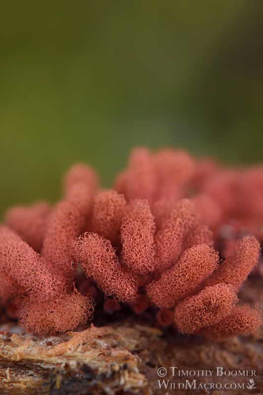 Carnival candy slime mold (Arcyria denudata). Point Reyes National Seashore, Marin County, California, USA. Stock Photo ID=SLI0001 Carnival candy slime mold (Arcyria denudata). Point Reyes National Seashore, Marin County, California, USA. Stock Photo ID=SLI0001