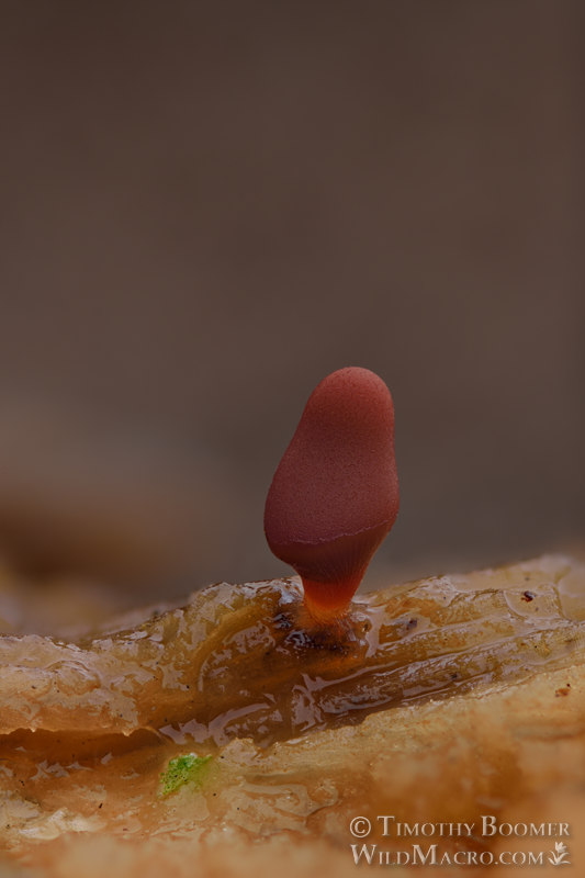 Carnival candy slime mold (Arcyria denudata). Solano County, California, USA. Stock Photo ID=SLI0036 Carnival candy slime mold (Arcyria denudata). Solano County, California, USA. Stock Photo ID=SLI0036