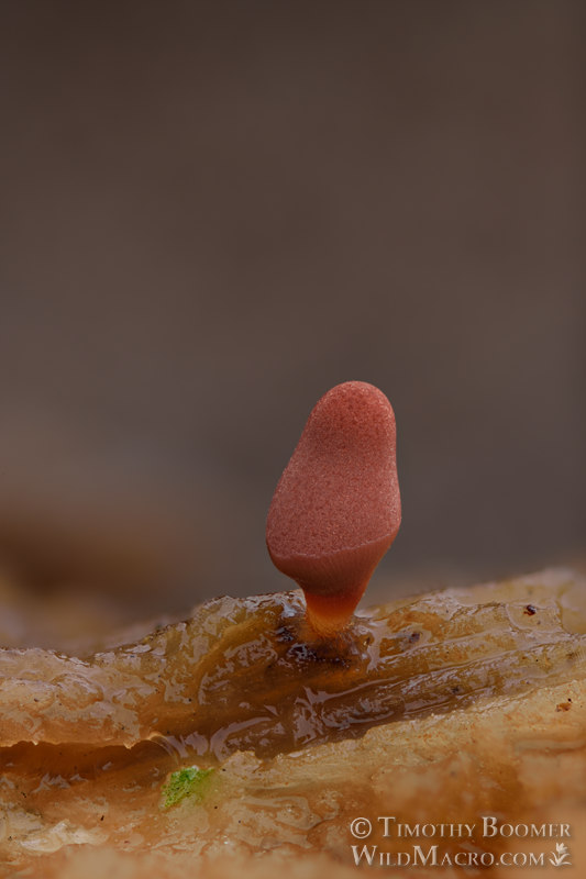 Carnival candy slime mold (Arcyria denudata). Solano County, California, USA. Stock Photo ID=SLI0037 Carnival candy slime mold (Arcyria denudata). Solano County, California, USA. Stock Photo ID=SLI0037