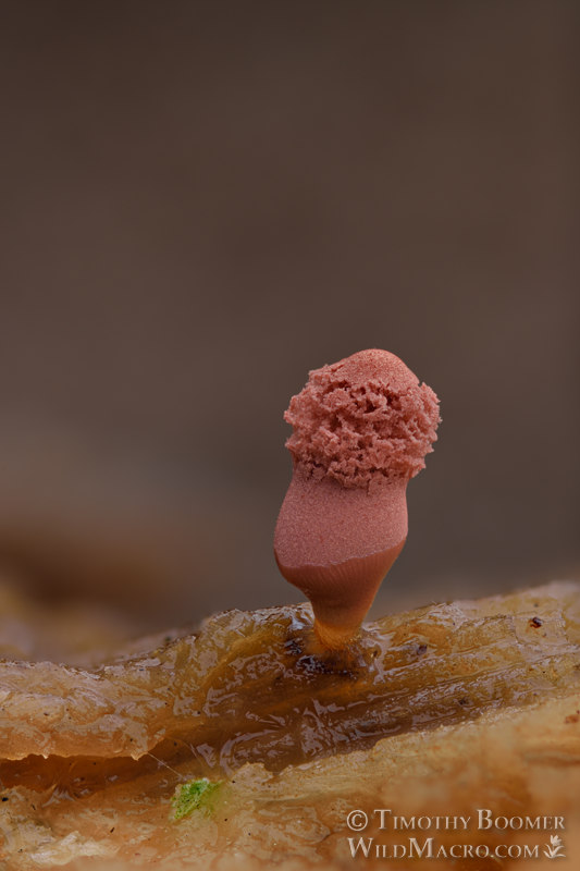 Carnival candy slime mold (Arcyria denudata). Solano County, California, USA. Stock Photo ID=SLI0038 Carnival candy slime mold (Arcyria denudata). Solano County, California, USA. Stock Photo ID=SLI0038