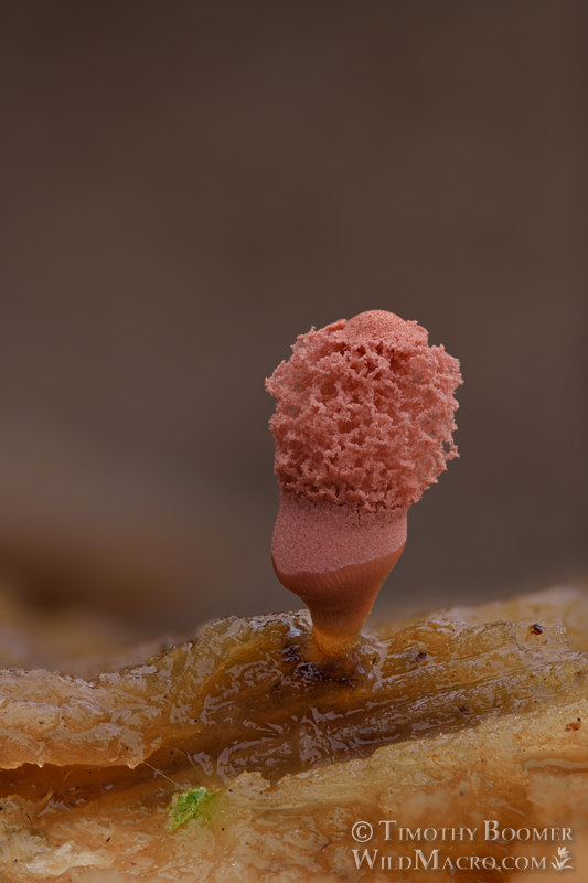 Carnival candy slime mold (Arcyria denudata). Solano County, California, USA. Stock Photo ID=SLI0039 Carnival candy slime mold (Arcyria denudata). Solano County, California, USA. Stock Photo ID=SLI0039