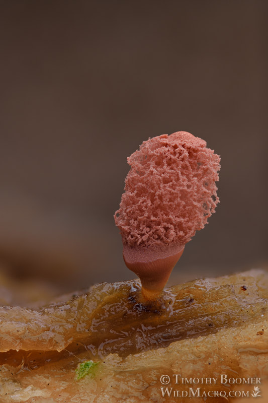 Carnival candy slime mold (Arcyria denudata). Solano County, California, USA. Stock Photo ID=SLI0040 Carnival candy slime mold (Arcyria denudata). Solano County, California, USA. Stock Photo ID=SLI0040