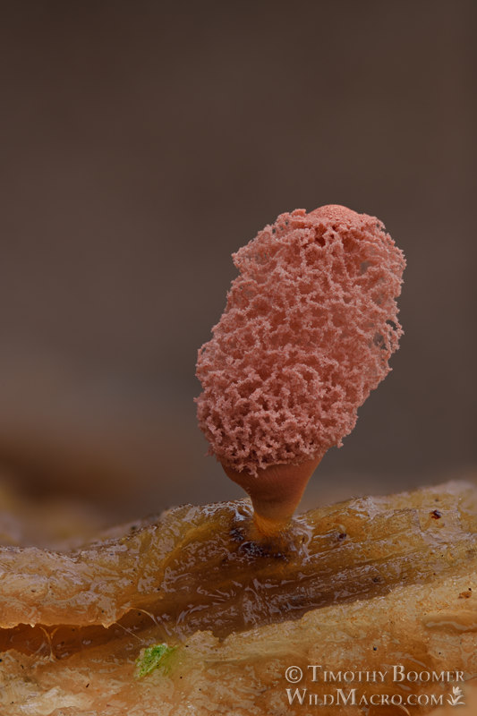 Carnival candy slime mold (Arcyria denudata). Solano County, California, USA. Stock Photo ID=SLI0041 Carnival candy slime mold (Arcyria denudata). Solano County, California, USA. Stock Photo ID=SLI0041