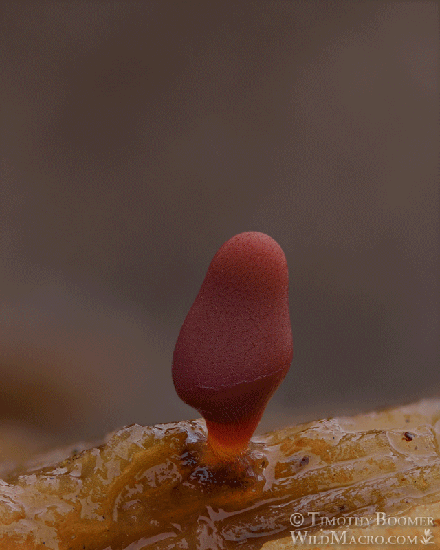 Carnival candy slime mold (Arcyria denudata). Timelapse of files SLI0036 through SLI0041. Solano County, California, USA. Carnival candy slime mold (Arcyria denudata). Timelapse of files SLI0036 through SLI0041. Solano County, California, USA.