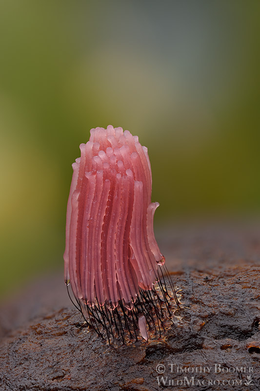 Chocolate tube slime mold (Stemonitis axifera). Vacaville, Solano County, California, USA. Stock Photo ID=SLI0078 Chocolate tube slime mold (Stemonitis axifera). Vacaville, Solano County, California, USA. Stock Photo ID=SLI0078