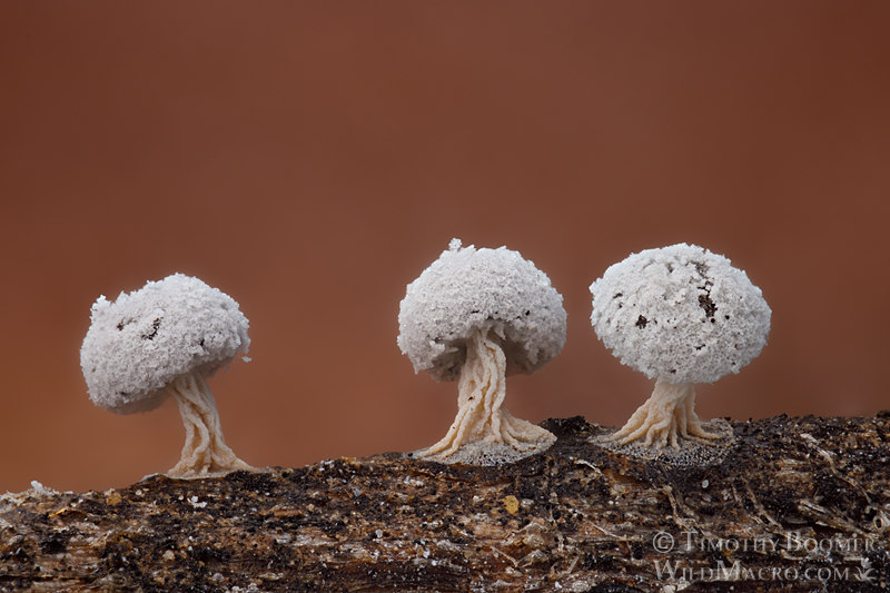 Didymium squamulosum. Solano County, California, USA. Stock Photo ID=SLI0096 Didymium squamulosum. Solano County, California, USA. Stock Photo ID=SLI0096