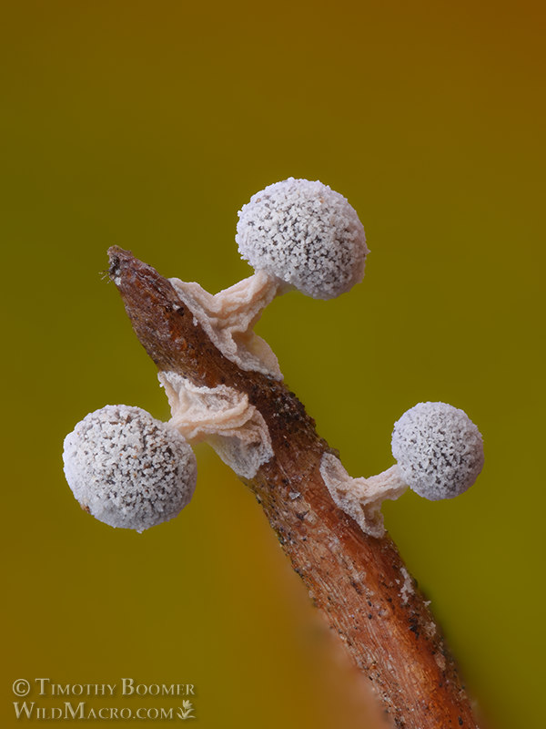 Didymium squamulosum.  Solano County, California, USA.  Stock Photo ID=SLI0110