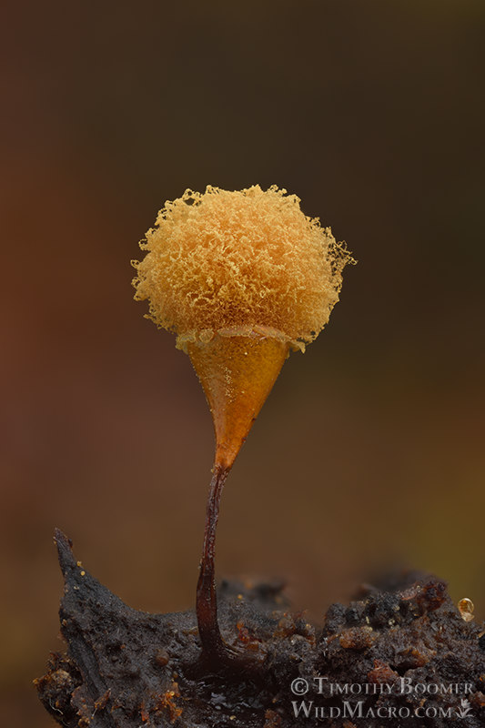 Slime mold (Hemitrichia calyculata). Stillwater Cove Regional Park, Sonoma County, California, USA. Stock Photo ID=SLI0076 Slime mold (Hemitrichia calyculata). Stillwater Cove Regional Park, Sonoma County, California, USA. Stock Photo ID=SLI0076