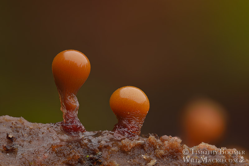 Slime mold (Hemitrichia calyculata). Stillwater Cove Regional Park, Sonoma County, California, USA. Stock Photo ID=SLI0077 Slime mold (Hemitrichia calyculata). Stillwater Cove Regional Park, Sonoma County, California, USA. Stock Photo ID=SLI0077