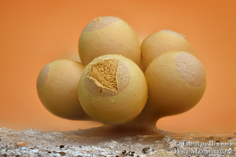 Heterotrichia versicolor, a nivicolous slime mold.  Luther Pass, Sierra Nevada, El Dorado County, California, USA.  Stock Photo ID=SLI0126