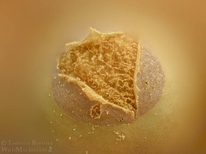 Heterotrichia versicolor, a nivicolous slime mold.  Luther Pass, Sierra Nevada, El Dorado County, California, USA.  Stock Photo ID=SLI0127