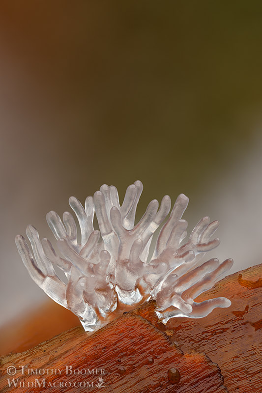 Honeycomb coral slime mold (Ceratiomyxa fruticulosa). Stillwater Cove Regional Park, Sonoma County, California, USA. Stock Photo ID=SLI0073 Honeycomb coral slime mold (Ceratiomyxa fruticulosa). Stillwater Cove Regional Park, Sonoma County, California, USA. Stock Photo ID=SLI0073