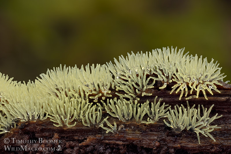 Honeycomb coral slime mold (Ceratiomyxa fruticulosa), yellow form. Kruse Rhododendron SNR, Sonoma County, California, USA. Stock Photo ID=SLI0074 Honeycomb coral slime mold (Ceratiomyxa fruticulosa), yellow form. Kruse Rhododendron SNR, Sonoma County, California, USA. Stock Photo ID=SLI0074
