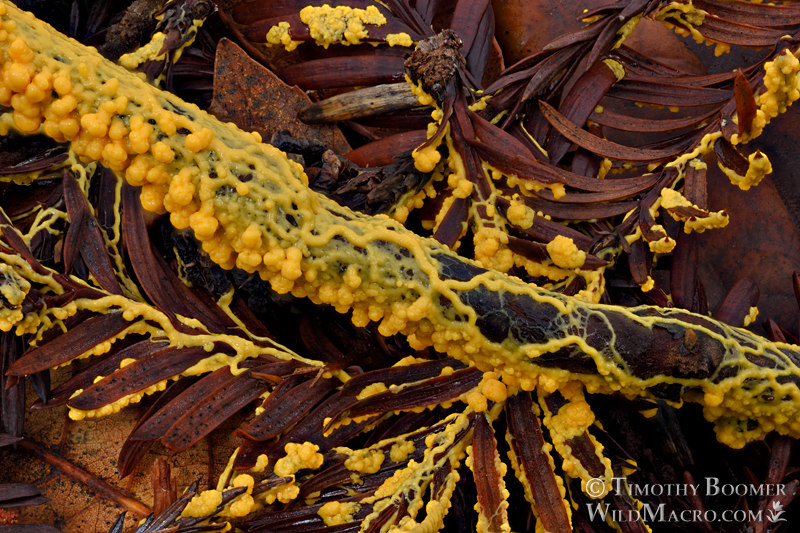 Insect egg slime mold (Leocarpus fragilis). Portola Redwoods State Park, San Mateo County, California, USA. Stock Photo ID=SLI0023 Insect egg slime mold (Leocarpus fragilis). Portola Redwoods State Park, San Mateo County, California, USA. Stock Photo ID=SLI0023
