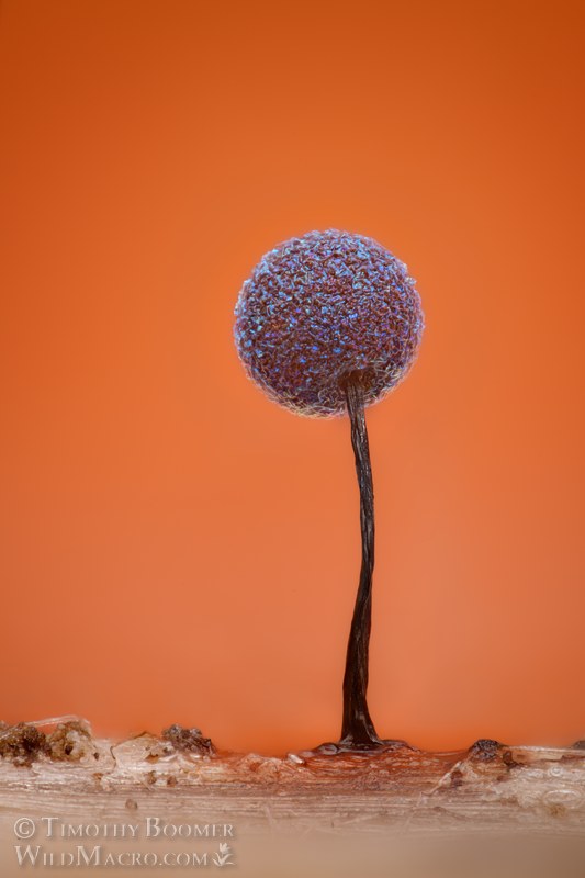 Lamproderma scintillans slime mold.  Vacaville, Solano County, California, USA.  Stock Photo ID=SLI0121