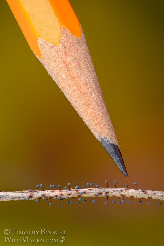 Lamproderma scintillans slime mold.  Vacaville, Solano County, California, USA.  Stock Photo ID=SLI0124