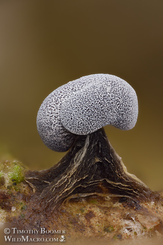 Physarum album (slime mold). Browns Valley Open Space Preserve, Solano County, California, USA. Stock Photo ID=SLI0082 Physarum album (slime mold). Browns Valley Open Space Preserve, Solano County, California, USA. Stock Photo ID=SLI0082