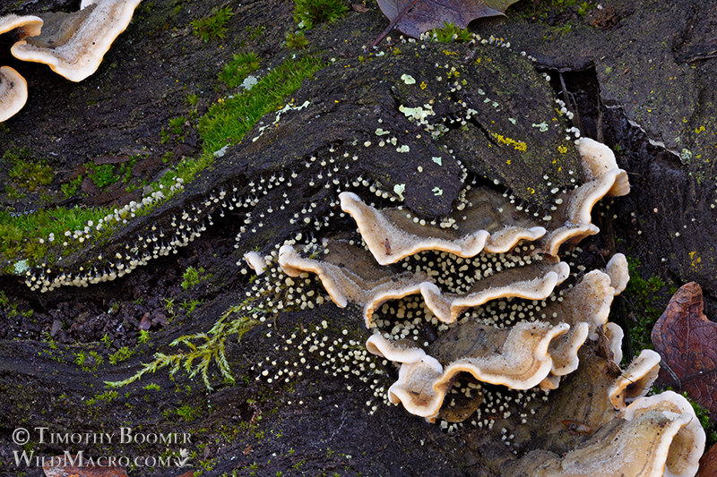 Physarum album (slime mold). Browns Valley Open Space Preserve, Solano County, California, USA. Stock Photo ID=SLI0083 Physarum album (slime mold). Browns Valley Open Space Preserve, Solano County, California, USA. Stock Photo ID=SLI0083
