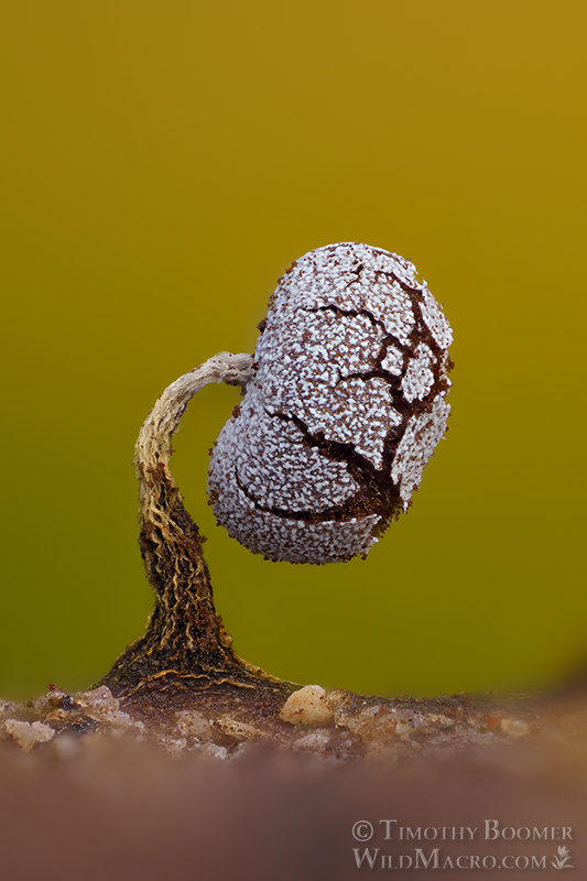 Physarum album (slime mold). Browns Valley Open Space Preserve, Solano County, California, USA. Stock Photo ID=SLI0085 Physarum album (slime mold). Browns Valley Open Space Preserve, Solano County, California, USA. Stock Photo ID=SLI0085