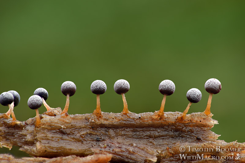 Physarum globuliferum, a slime mold. Point Reyes National Seashore, Marin County, California, USA. Stock Photo ID=SLI0015 Physarum globuliferum, a slime mold. Point Reyes National Seashore, Marin County, California, USA. Stock Photo ID=SLI0015