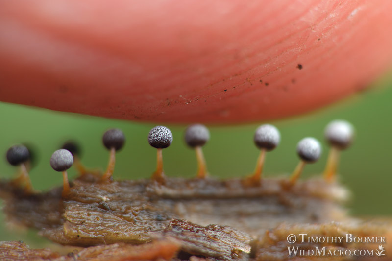 Physarum globuliferum, slime mold shown with adult pinkie finger for scale. Point Reyes National Seashore, Marin County, California, USA. Stock Photo ID=SLI0015scale Physarum globuliferum, slime mold shown with adult pinkie finger for scale. Point Reyes National Seashore, Marin County, California, USA. Stock Photo ID=SLI0015scale