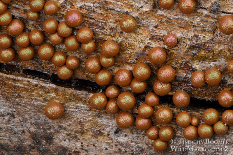 Prototrichia metallica, a nivicolous (snowmelt) slime mold. Eldorado National Forest, Sierra Nevada, Alpine County, California, USA. Stock Photo ID=SLI0003 Prototrichia metallica, a nivicolous (snowmelt) slime mold. Eldorado National Forest, Sierra Nevada, Alpine County, California, USA. Stock Photo ID=SLI0003