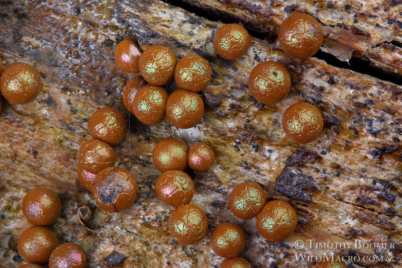 Prototrichia metallica, a nivicolous (snowmelt) slime mold. Eldorado National Forest, Sierra Nevada, Alpine County, California, USA. Stock Photo ID=SLI0004 Prototrichia metallica, a nivicolous (snowmelt) slime mold. Eldorado National Forest, Sierra Nevada, Alpine County, California, USA. Stock Photo ID=SLI0004