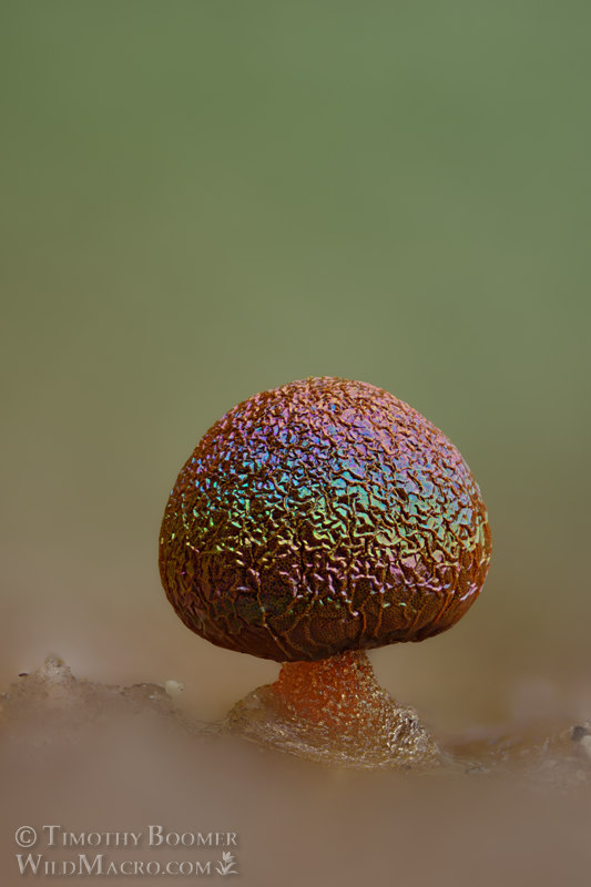 Prototrichia metallica, a nivicolous (snowmelt) slime mold. Tahoe National Forest, Sierra Nevada, Placer County, California, USA. Stock Photo ID=SLI0054 Prototrichia metallica, a nivicolous (snowmelt) slime mold. Tahoe National Forest, Sierra Nevada, Placer County, California, USA. Stock Photo ID=SLI0054