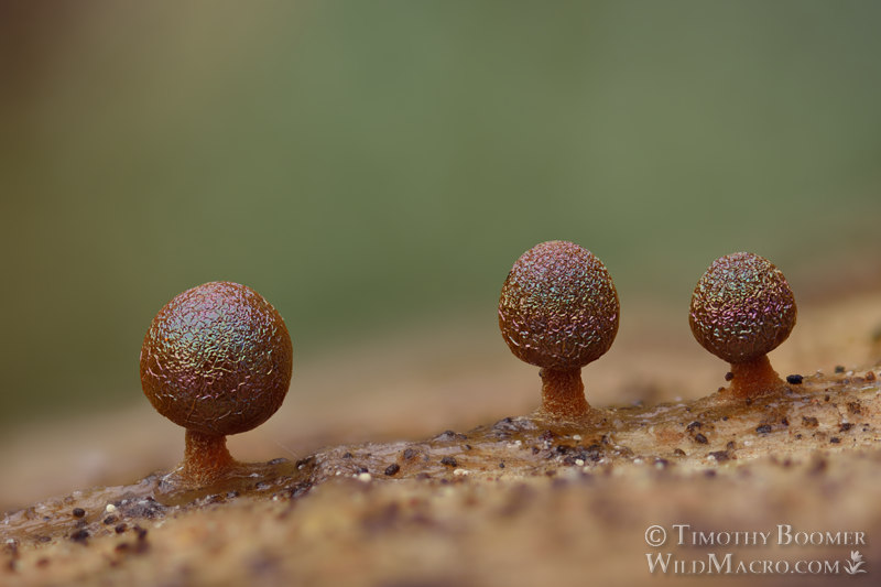 Prototrichia metallica, a nivicolous (snowmelt) slime mold. Tahoe National Forest, Sierra Nevada, Placer County, California, USA.  Stock Photo ID=SLI0055