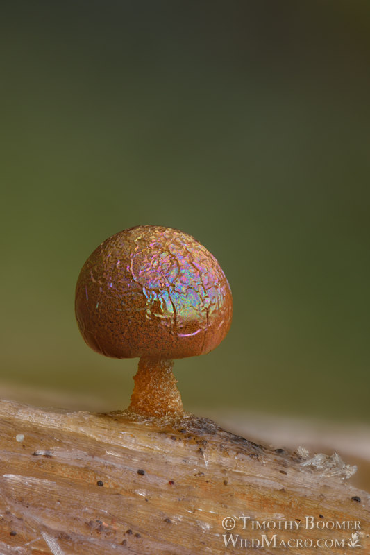 Prototrichia metallica, a nivicolous (snowmelt) slime mold. Tahoe National Forest, Sierra Nevada, Placer County, California, USA.  Stock Photo ID=SLI0100