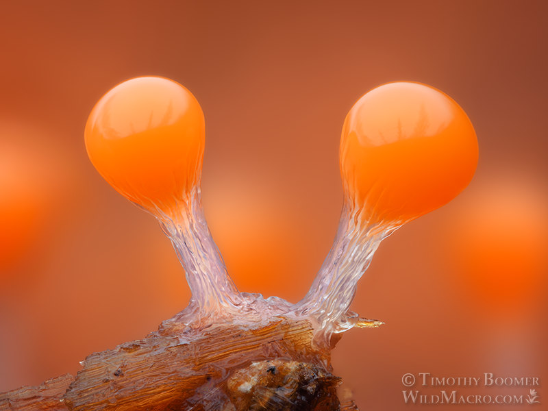 Salmon-eggs (Hemitrichia decipiens).  Stillwater Cove Regional Park, Sonoma County, California, USA.  Stock Photo ID=SLI0107