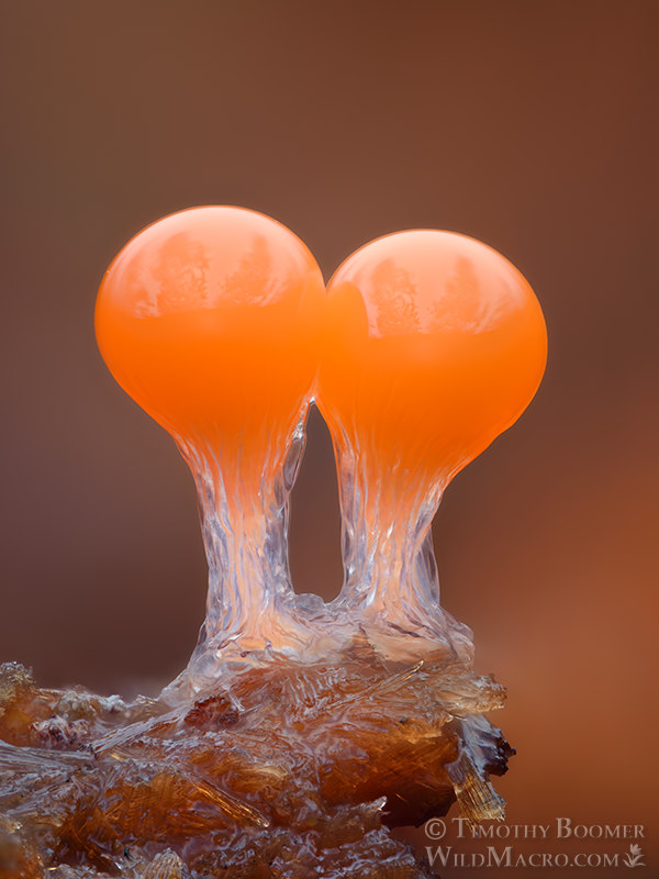 Salmon-eggs (Hemitrichia decipiens).  Stillwater Cove Regional Park, Sonoma County, California, USA.  Stock Photo ID=SLI0108