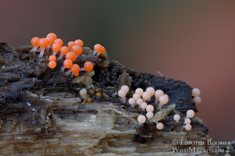 Salmon-eggs (Trichia decipiens). Indian Grinding Rock SHP, Amador County, California, USA. Stock Photo ID=SLI0021 Salmon-eggs (Trichia decipiens). Indian Grinding Rock SHP, Amador County, California, USA. Stock Photo ID=SLI0021