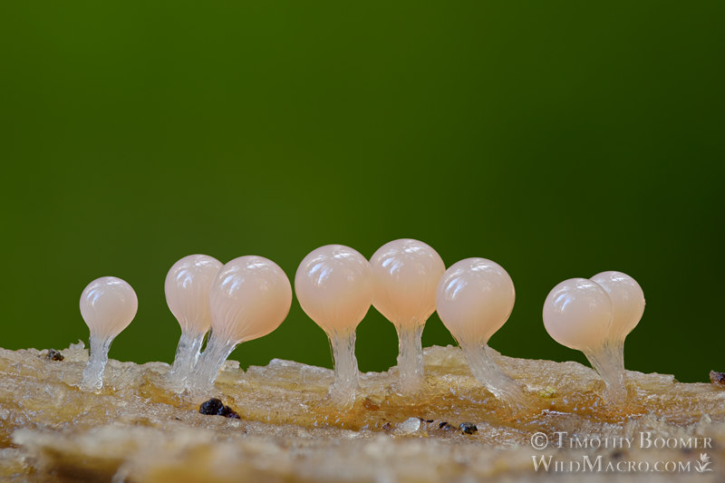 Salmon-eggs (Trichia decipiens).  Indian Grinding Rock SHP, Amador County, California, USA.  Stock Photo ID=SLI0022