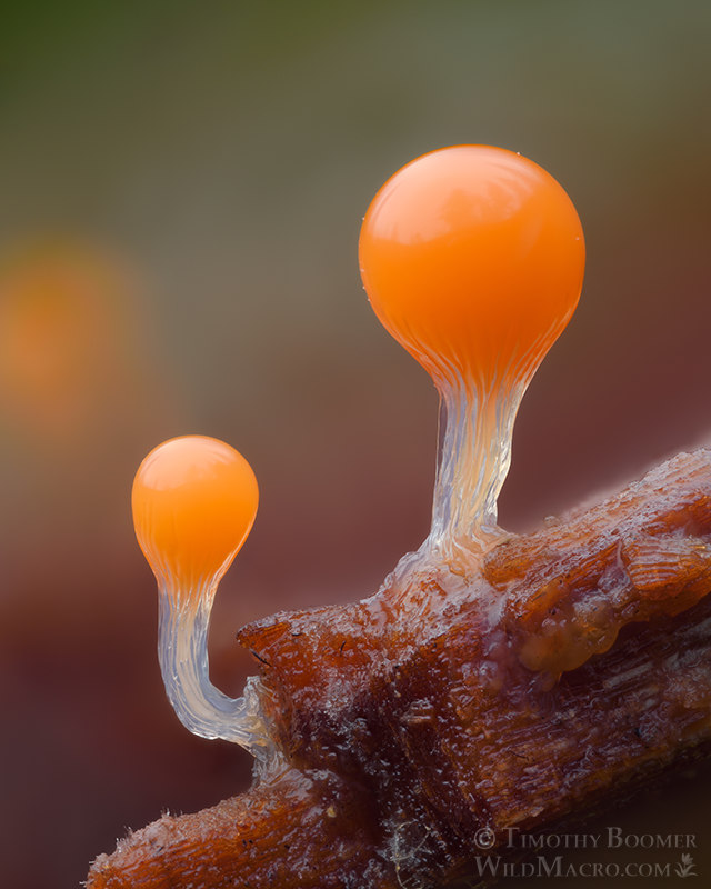 Salmon-eggs (Hemitrichia decipiens). Portola Redwoods SP, San Mateo County, California, USA. Stock Photo ID=SLI0111 Salmon-eggs (Hemitrichia decipiens). Portola Redwoods SP, San Mateo County, California, USA. Stock Photo ID=SLI0111